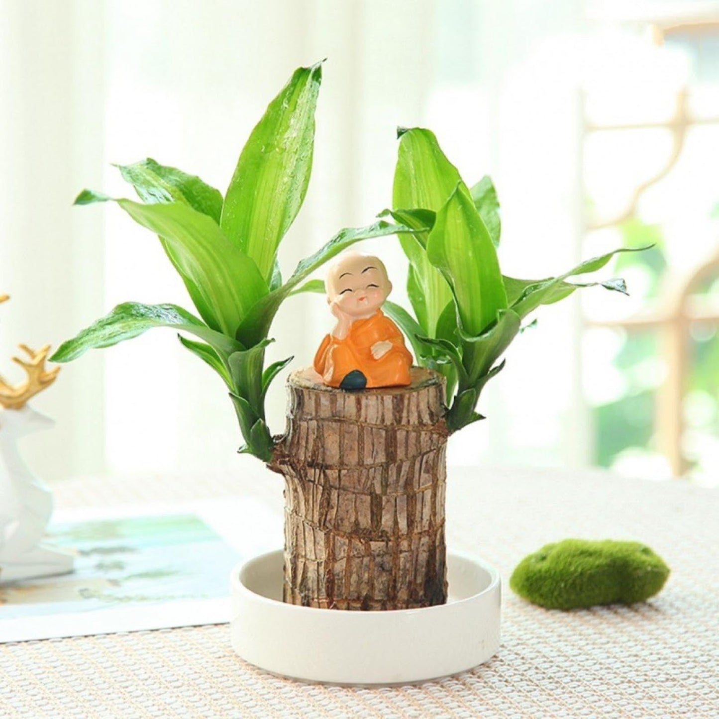 Garden Art Lucky Bamboo Live Plant